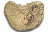 Fossil Dinosaur Phalanx (Toe) Bone - Montana #246231-3